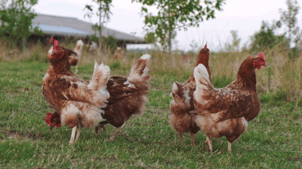 picorette-poules-air