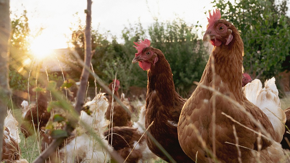 picorette-poules-champs
